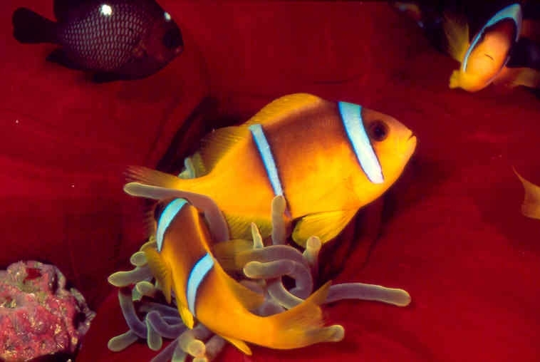 Aqaba Snorkeling Trip Snorkeling Tour in Aqaba